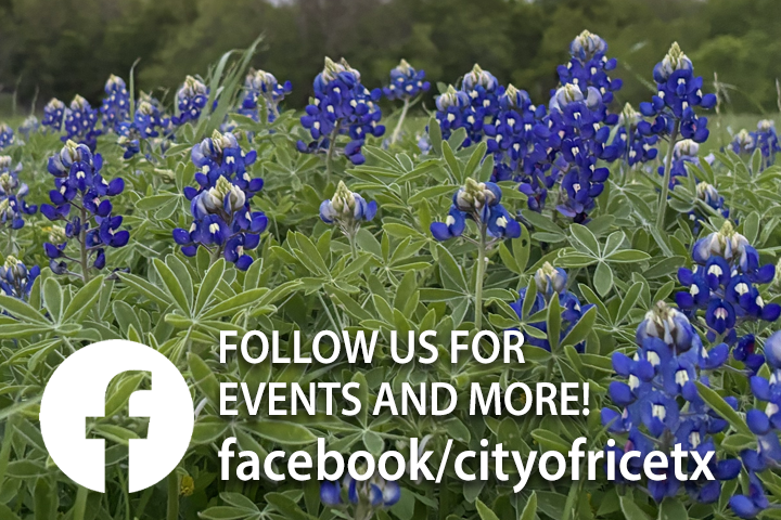 Bluebonnets and Facebook Follow